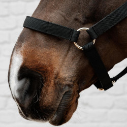 Nylon Halster Kentucky Zwart