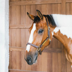 Paardenhalster vegan leer Kentucky Wellington – ruitersport