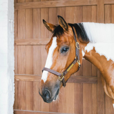 Paardenhalster vegan leer Kentucky Wellington – ruitersport