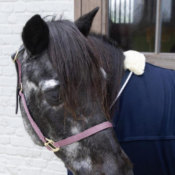 Licol de sécurité Breakaway en nylon pour chevaux Kentucky Licol de sécurité Breakaway en nylon pour chevaux Kentucky