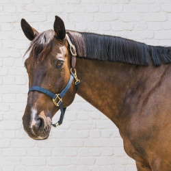 Licol de sécurité Breakaway en nylon pour chevaux Kentucky