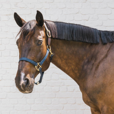 Licol de sécurité Breakaway en nylon pour chevaux Kentucky