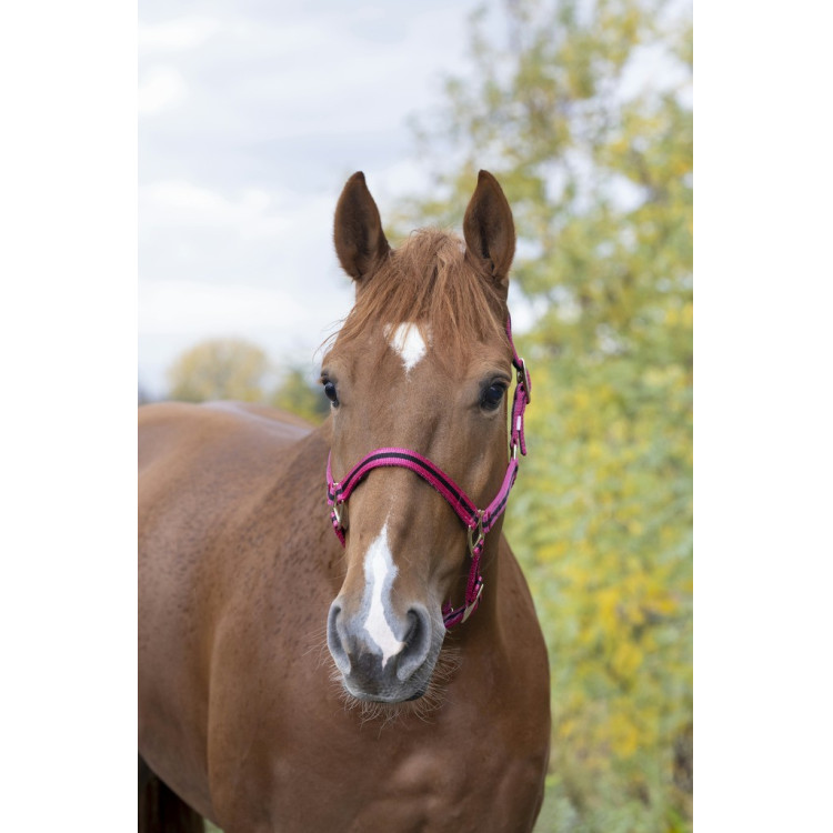 Licol nylon doublé cuir Norton Licol nylon doublé cuir Norton