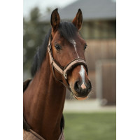 Licol Back on Track Haze Collection Marron