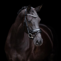 Bridon HV Polo Diana