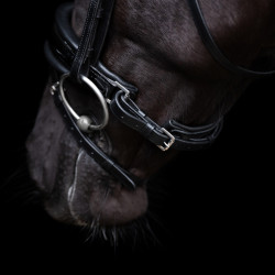 Bridon HV Polo Diana Bridon HV Polo Diana