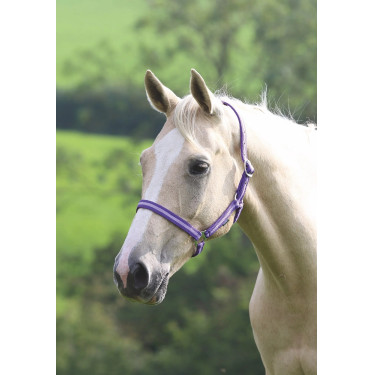 Licol Shires Wessex Violet / lilas