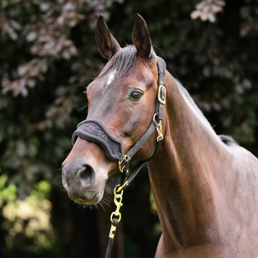 Licol et longe d’équitation polaire Shires ARMA | Equi-Clic