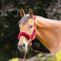 Licol et longe en fausse fourrure Shires Arma Bordeaux