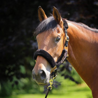 Licol et longe en fausse fourrure Shires Arma Noir