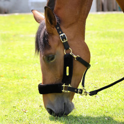 Licol et longe équitation Shires ARMA en fausse fourrure