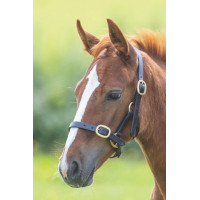 Licol en cuir réglable Shires Velociti Gara Noir