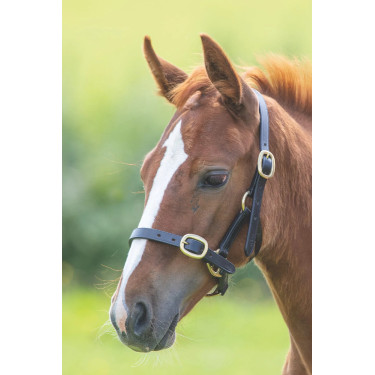 Licol d’équitation cuir réglable Shires Velociti Gara Licol d’équitation cuir réglable Shires Velociti Gara