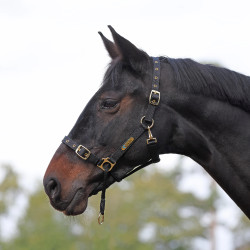 Controlehalster voor paarden Shires ARMA – training
