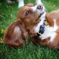Gevlochten hondenhalsband Shires Digby & Fox Zwart