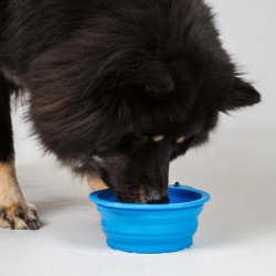 Gamelle pour chien Gamelle pour chien