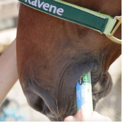 Nutrilyte flash Ravene 30 ml