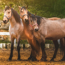 Set Halster En Longe Colca Vlaggen & Beker Set Halster En Longe Colca Vlaggen & Beker