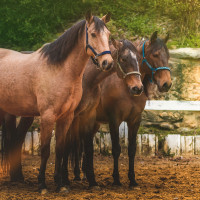Set Halster En Longe Colca Vlaggen & Beker Corail
