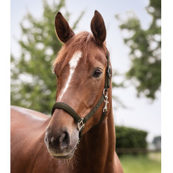 Halter Waldhausen Satin Bruin groen Halter Waldhausen Satin Bruin groen