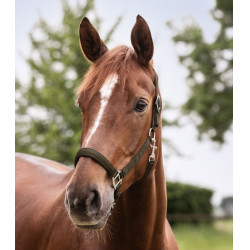 Halter Waldhausen Satin Bruin groen Halter Waldhausen Satin Bruin groen