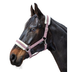 Halster paard Waldhausen First – ruitersport halster Halster paard Waldhausen First – ruitersport halster