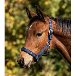 Licol d'équitation confort pour poulain Waldhausen