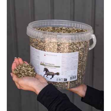 Echinacea supplement paard – immuniteit ondersteunen