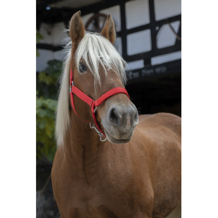 Licol Norton Pro pour cheval de trait Licol Norton Pro pour cheval de trait