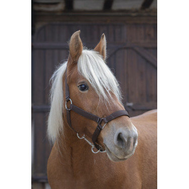 Licol Norton Pro pour cheval de trait Licol Norton Pro pour cheval de trait