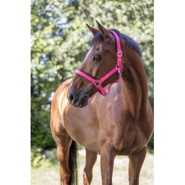 Licol Norton Fluo doublé pour cheval