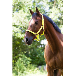 Licol Norton Fluo doublé pour cheval