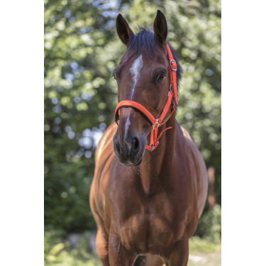 Licol Norton Fluo doublé pour cheval