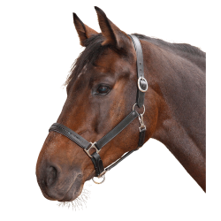 Licol d'équitation cuir Star Diamond réglable