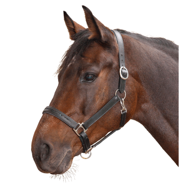 Licol d'équitation cuir Star Diamond réglable