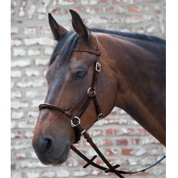 Bridon sans mors Linda tellington-jones Marron