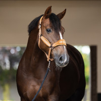 Halster HV Polo Luxury Kameel Bruin