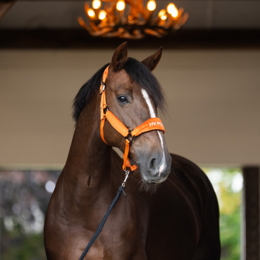Halster HV Polo Luxury Pompoen Oranje