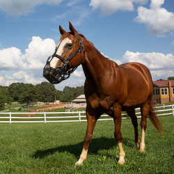 Greenguard mand Zwart Greenguard mand Zwart