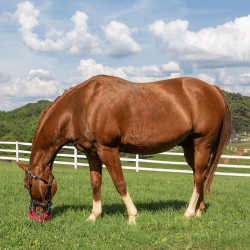 Greenguard mand Roze Greenguard mand Roze