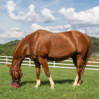 Panier Greenguard Rose ancien modèle Panier Greenguard Rose ancien modèle