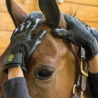 Gant de pansage LeMieux Hands On Noir Gant de pansage LeMieux Hands On Noir