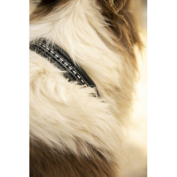 Halsband voor hond Pénélope Point Sellier Halsband voor hond Pénélope Point Sellier
