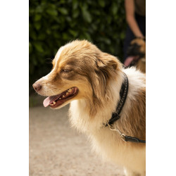 Halsband voor hond Pénélope Point Sellier Halsband voor hond Pénélope Point Sellier