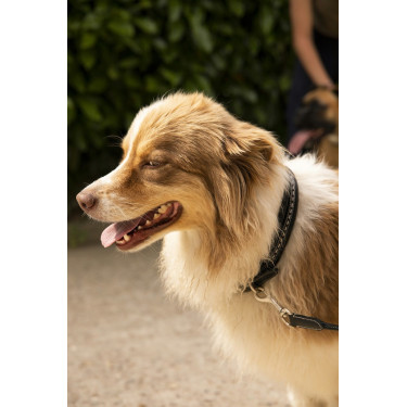 Halsband voor hond Pénélope Point Sellier Halsband voor hond Pénélope Point Sellier