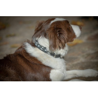Collier pour chien Pénélope Pearl Noir / blanc