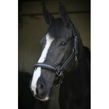 Licol cuir Pénélope Point Sellier Noir