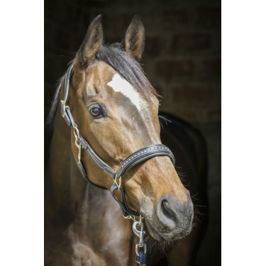 Licol cuir Pénélope Point Sellier Noir