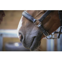 Licol cuir Pénélope Point Sellier Noir