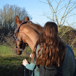 Licol cuir Flags & Cup PARIS Marron / marine
